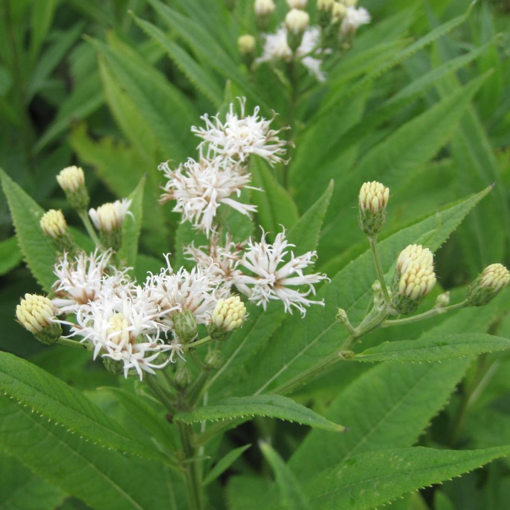 Vernonia crinita var. alba - Scheinaster