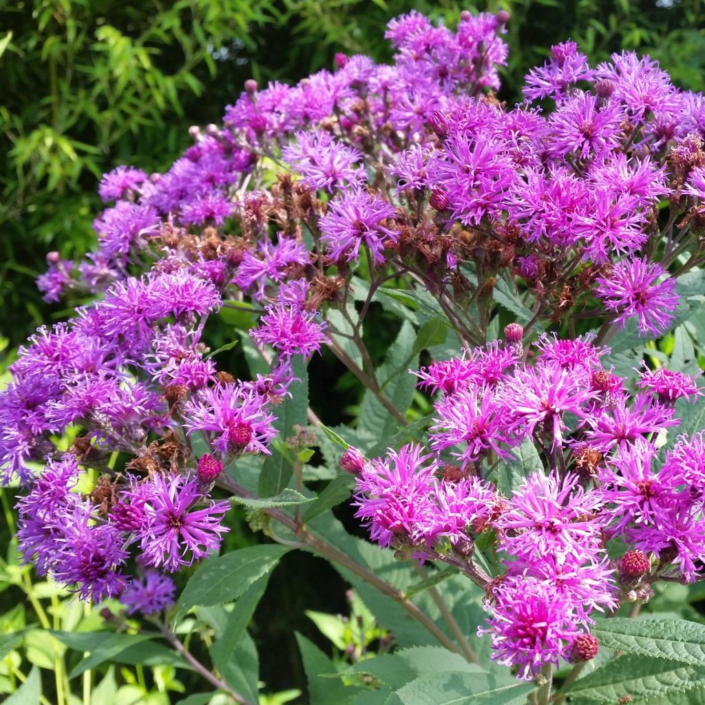 Vernonia crinita Mammuth - Scheinaster