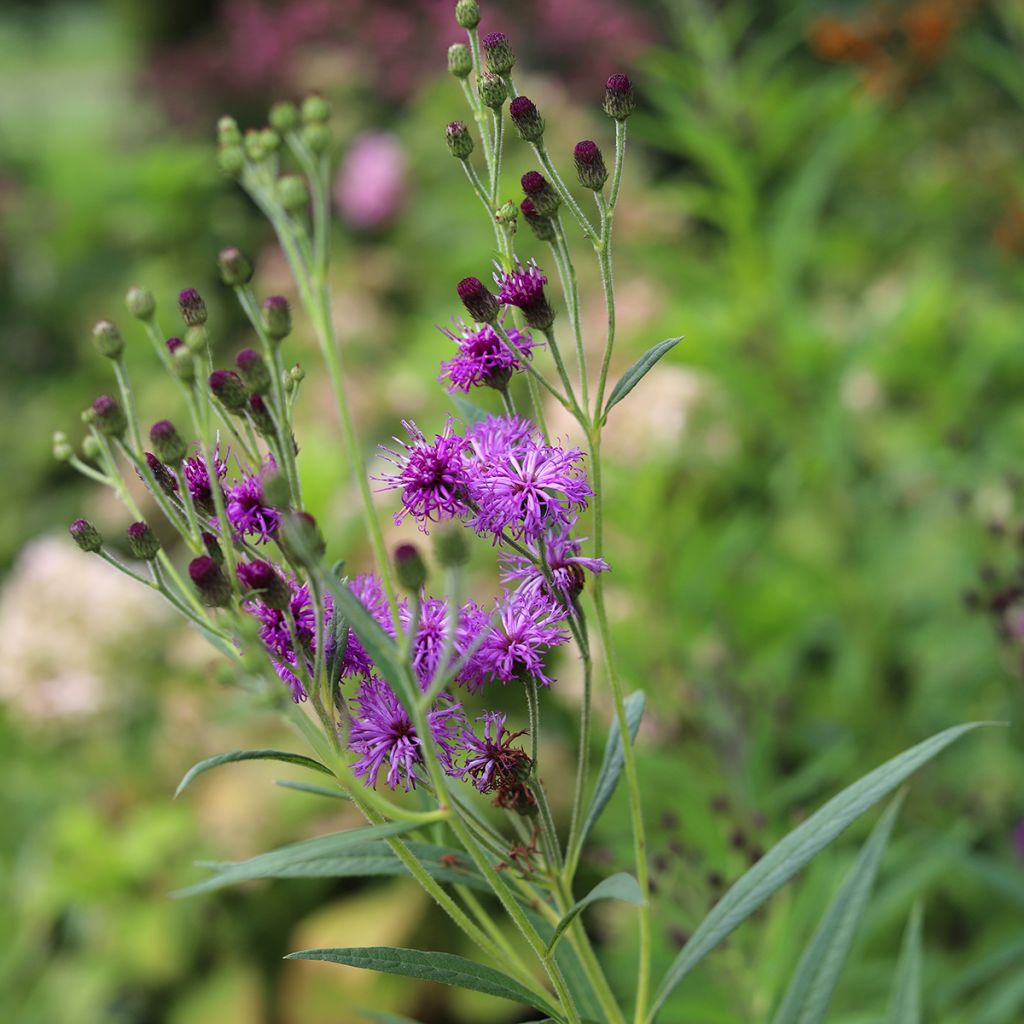 Vernonia crinita Vernonia crinita - Scheinaster