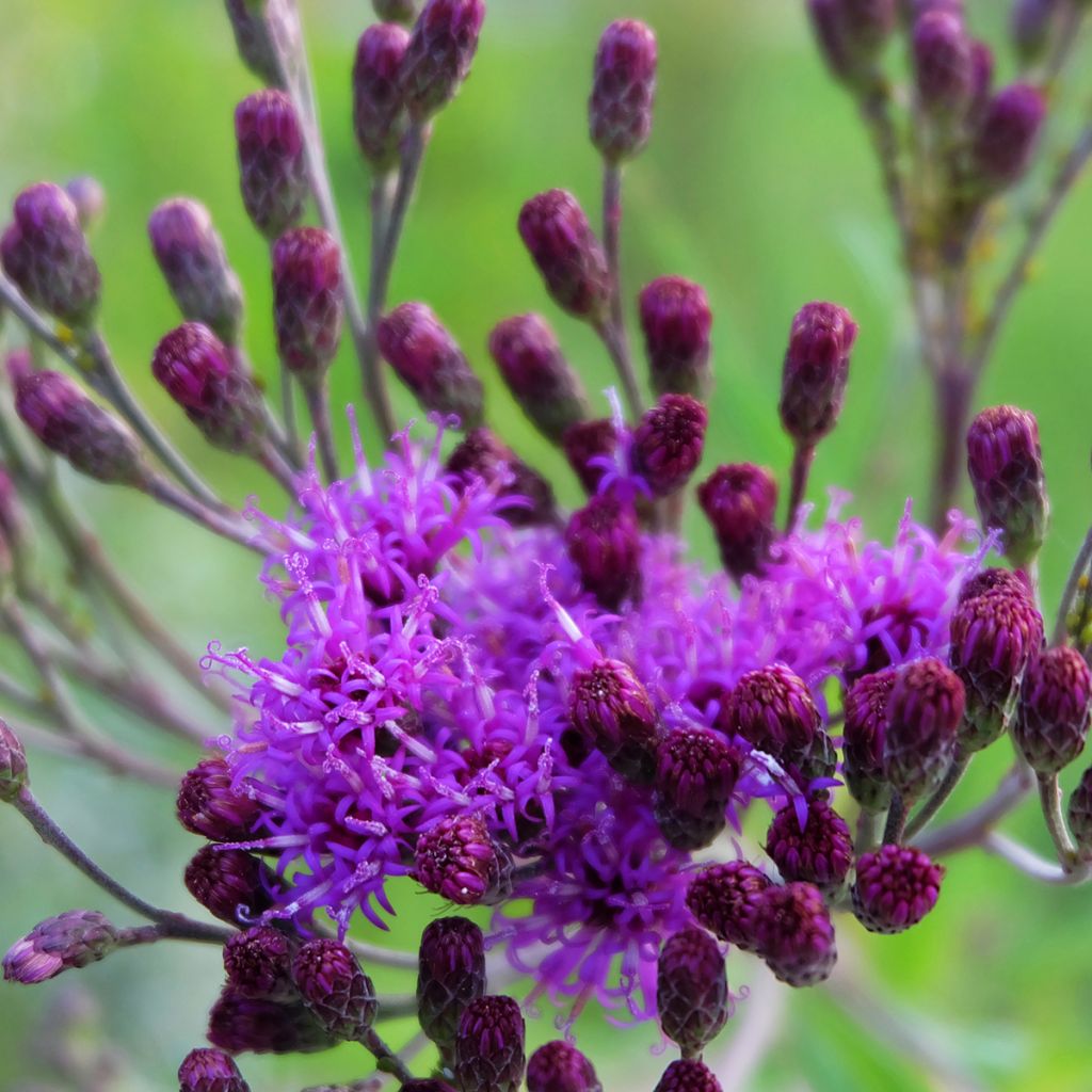 Vernonia crinita Vernonia crinita - Scheinaster