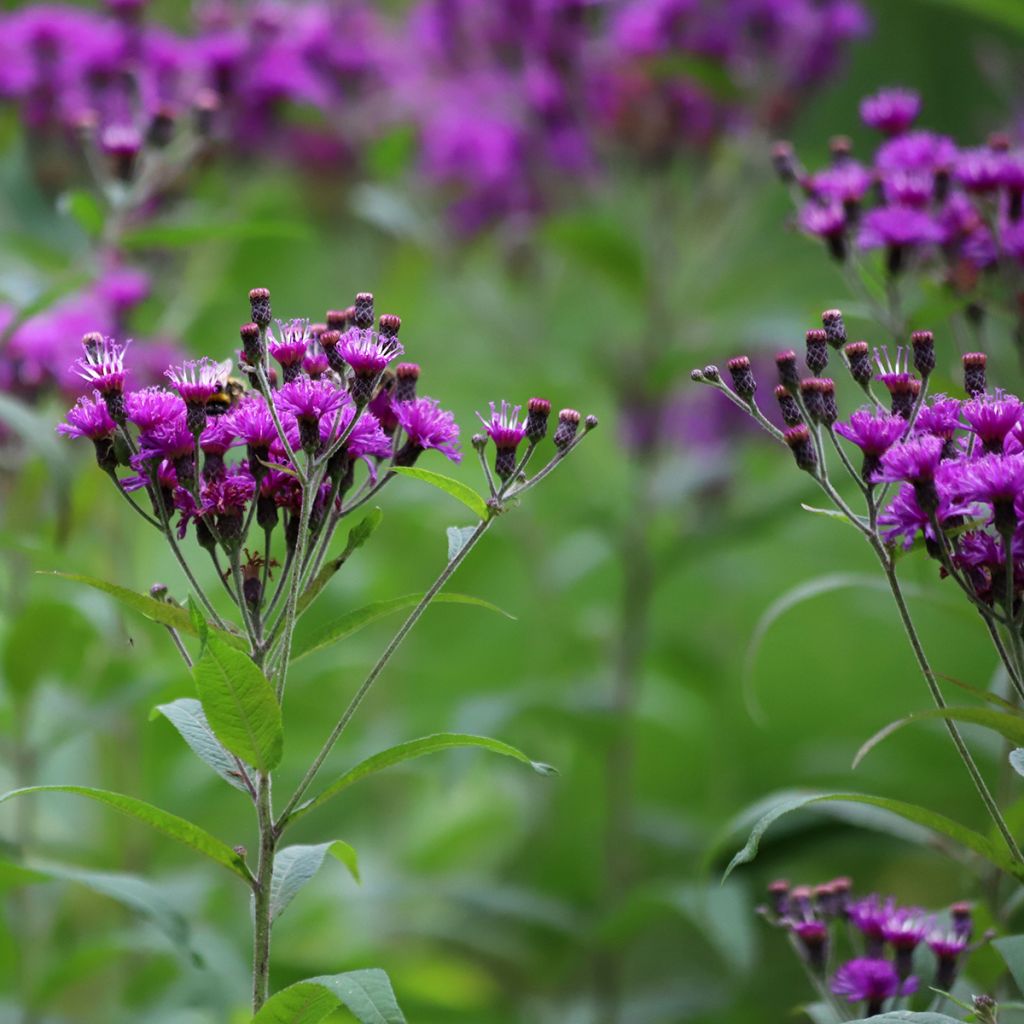 Vernonia crinita Vernonia crinita - Scheinaster