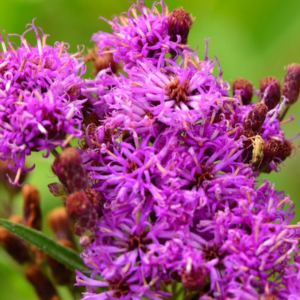 Vernonia fasciculata - Büschelige Scheinaster