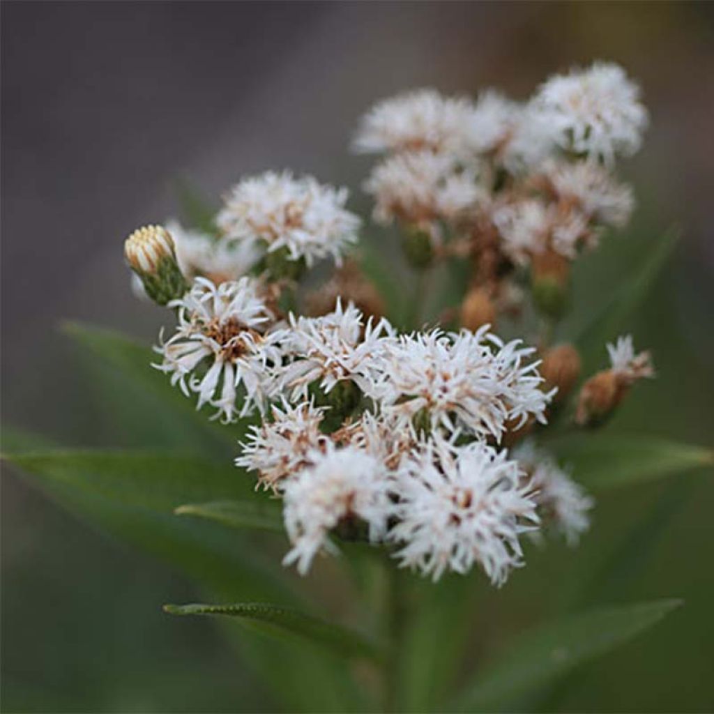 Vernonia noveboracensis White Lightning - Scheinaster