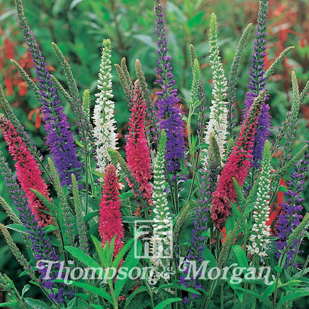 Veronica Mixed colours (Samen) - Ehrenpreis