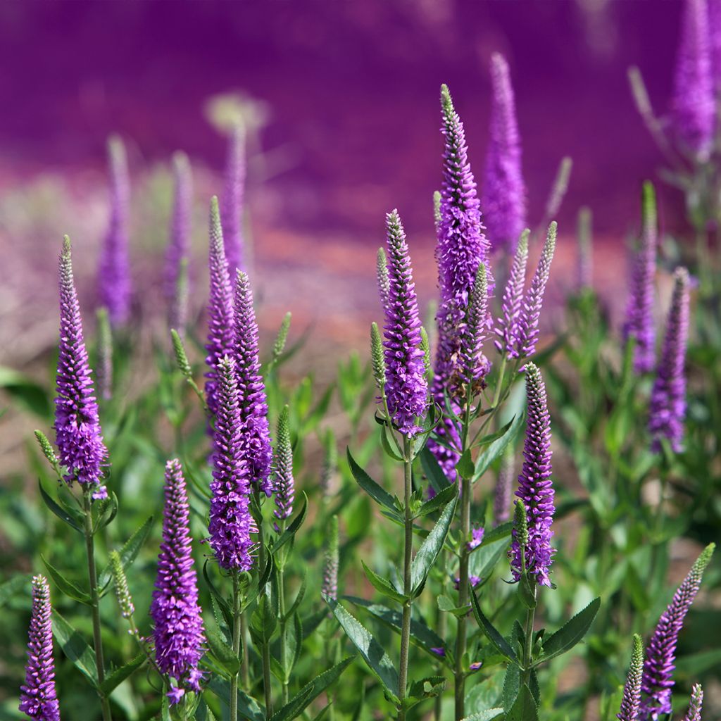 Veronica Purpleicious - Ehrenpreis