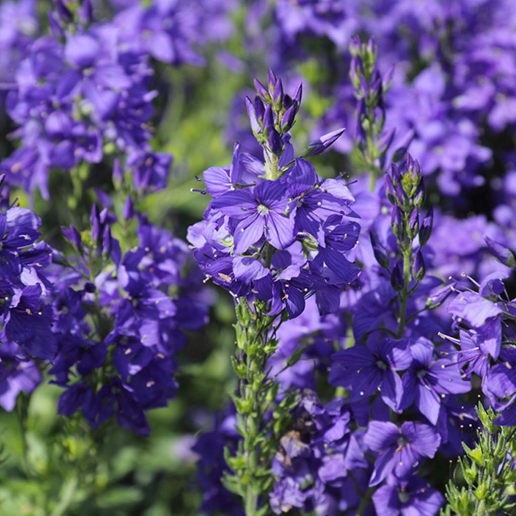 Veronica austriaca Knallblau - Österreichischer Ehrenpreis