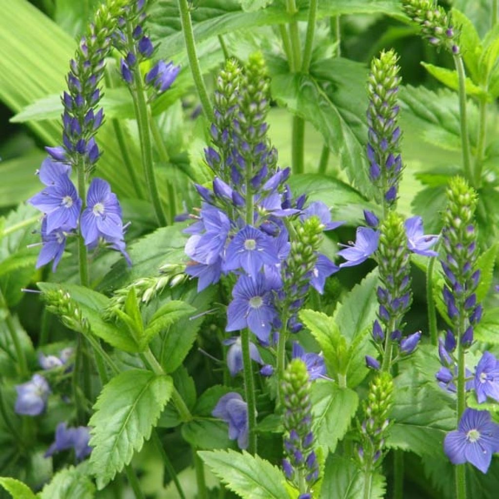 Veronica austriaca Ionian Skies - Österreichischer Ehrenpreis