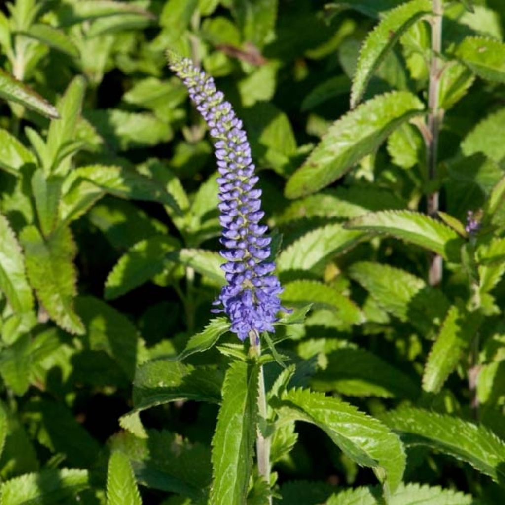 Langblättriger Ehrenpreis Blauriesin - Veronica longifolia