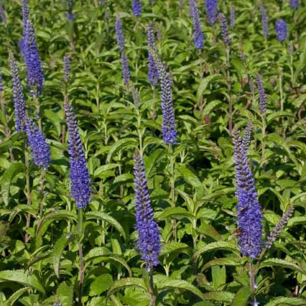 Langblättriger Ehrenpreis Blauriesin - Veronica longifolia