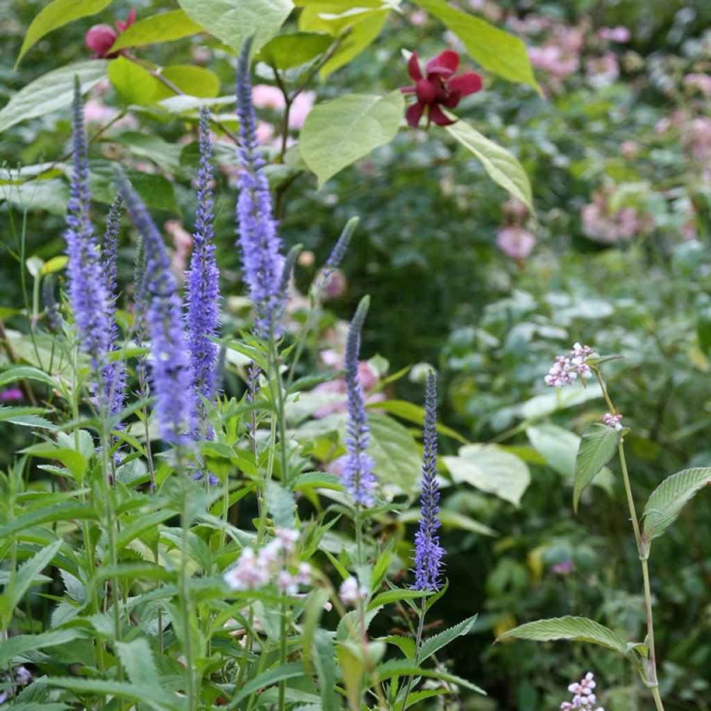 Langblättriger Ehrenpreis Blauriesin - Veronica longifolia