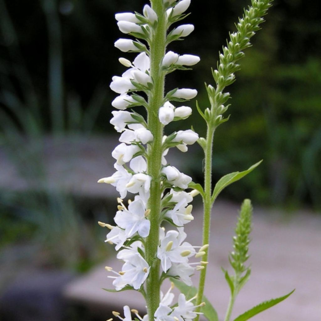 Langblättriger Ehrenpreis Charlotte - Veronica longifolia