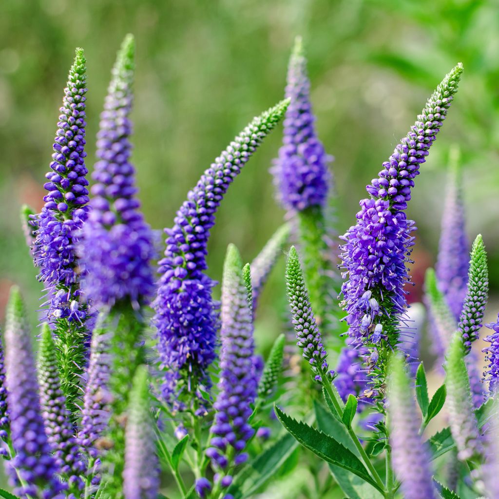 Langblättriger Ehrenpreis First Glory - Veronica longifolia