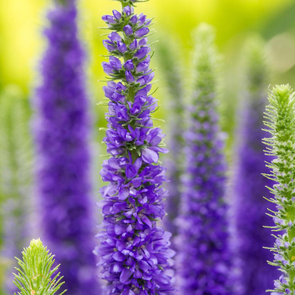 Langblättriger Ehrenpreis First Glory - Veronica longifolia