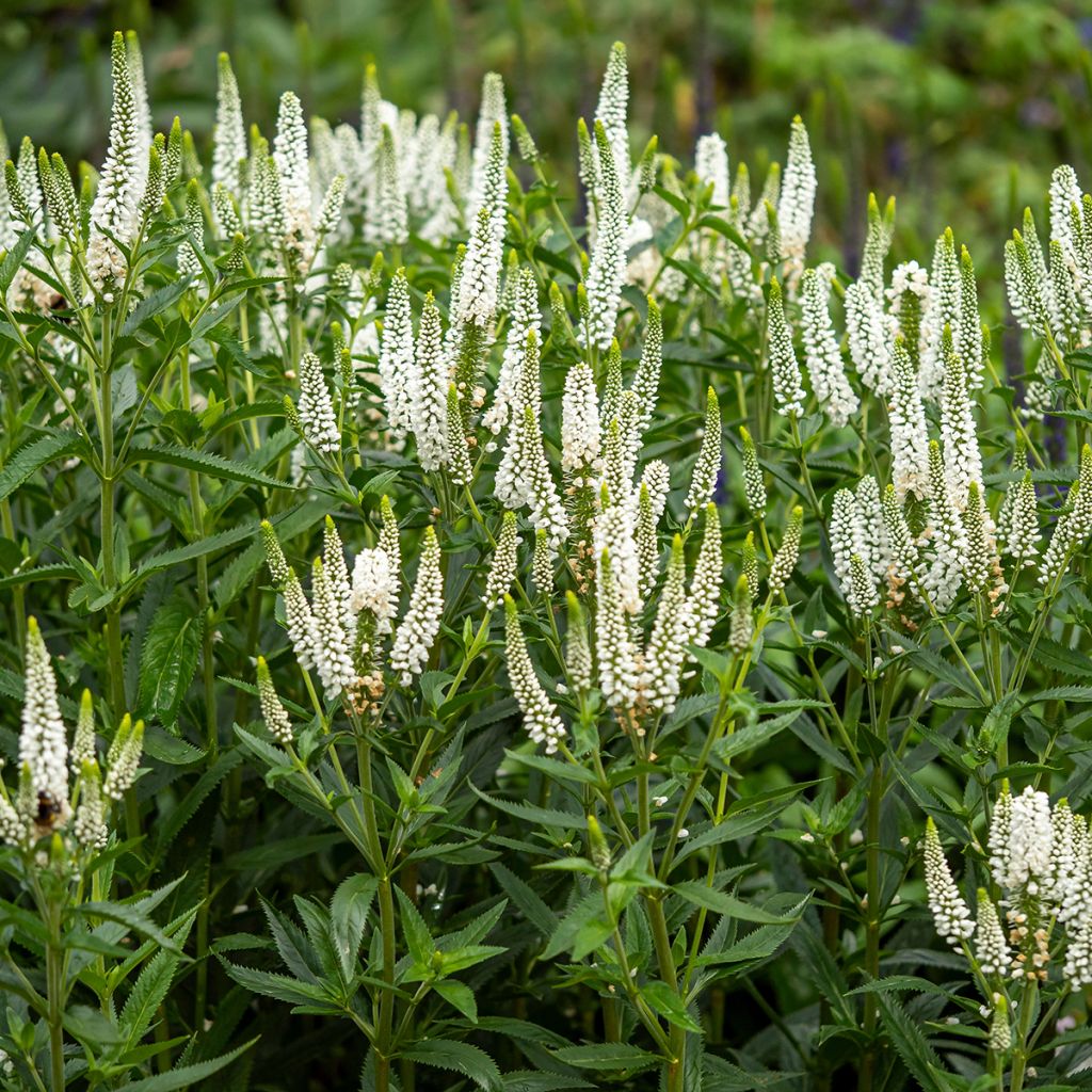 Langblättriger Ehrenpreis First Lady - Veronica longifolia