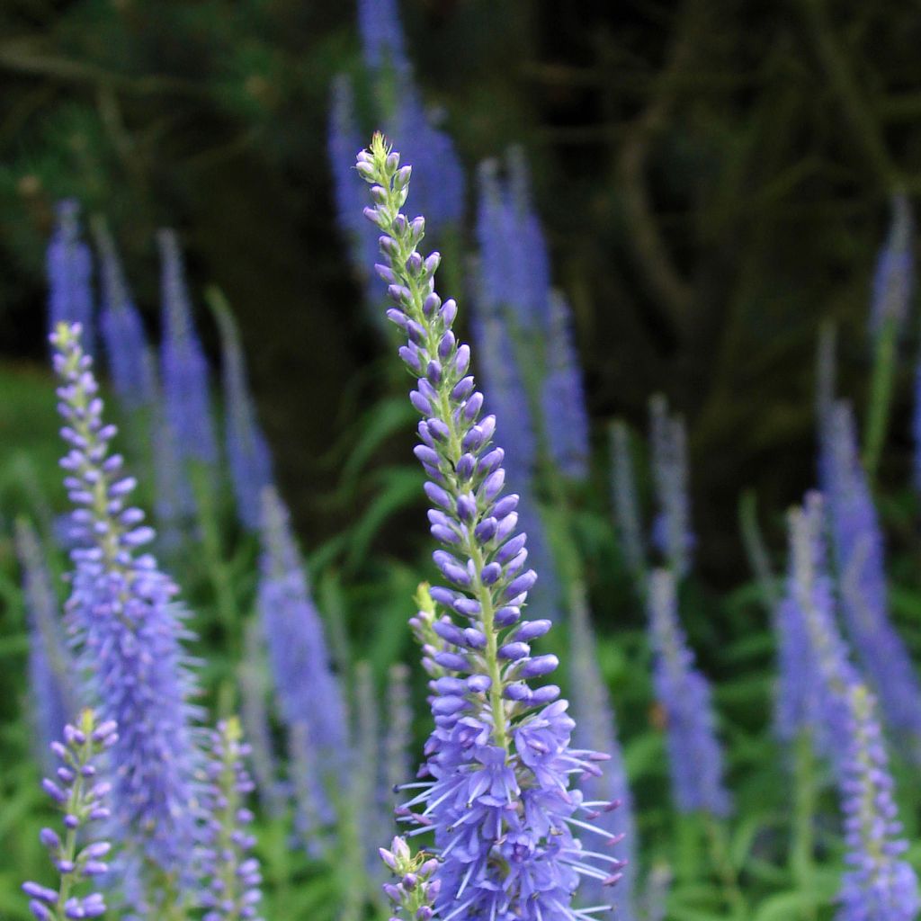 Langblättriger Ehrenpreis Marietta - Veronica longifolia