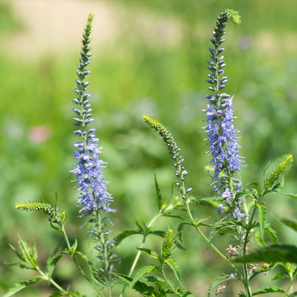 Langblättriger Ehrenpreis Marietta - Veronica longifolia