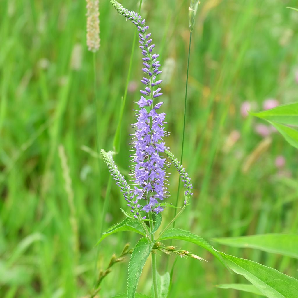 Langblättriger Ehrenpreis Marietta - Veronica longifolia