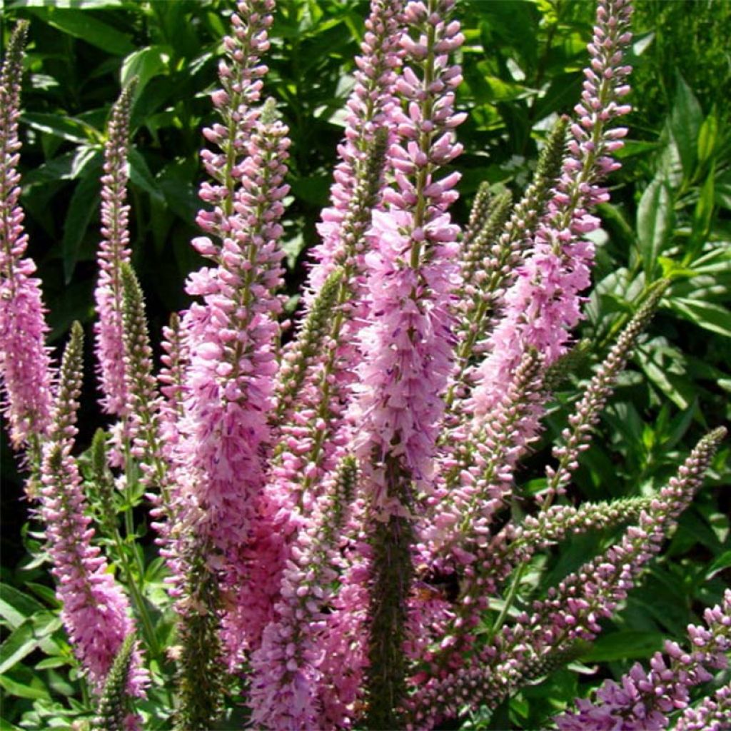 Langblättriger Ehrenpreis Pink Damask - Veronica longifolia