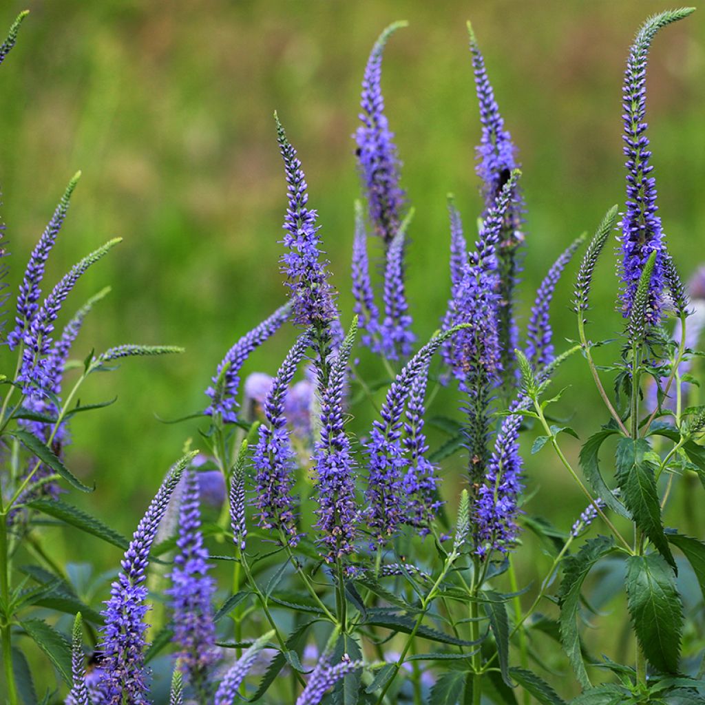 Langblättriger Ehrenpreis - Veronica longifolia