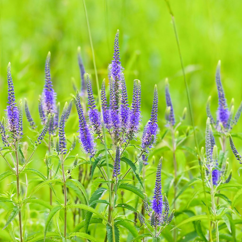 Langblättriger Ehrenpreis - Veronica longifolia