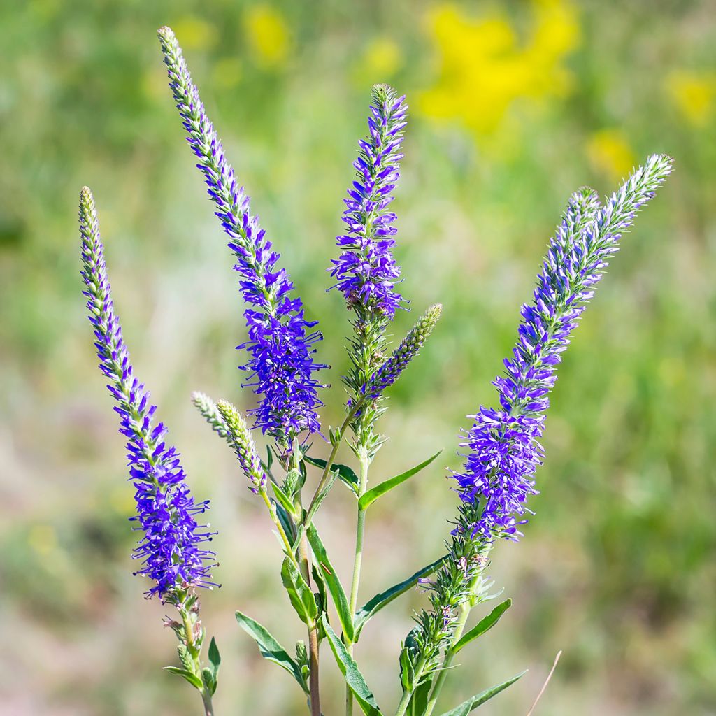 Langblättriger Ehrenpreis - Veronica longifolia