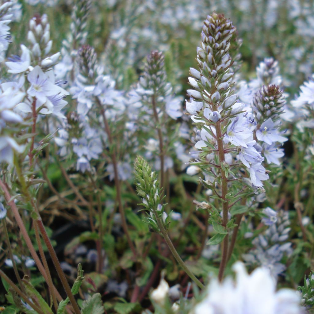 Veronica prostrata - Véronique couchée