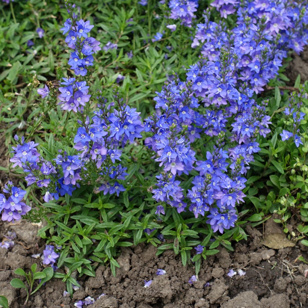 Niederliegender Ehrenpreis - Veronica prostrata