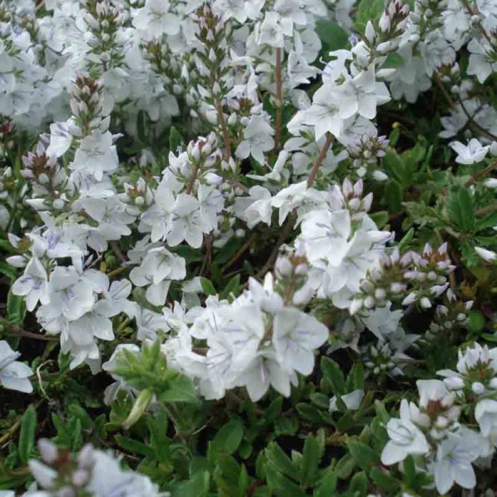 Niederliegender Ehrenpreis Alba - Veronica prostrata