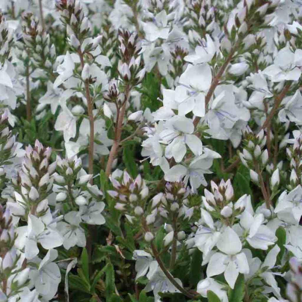 Véronique prostrée - Veronica prostrata Alba