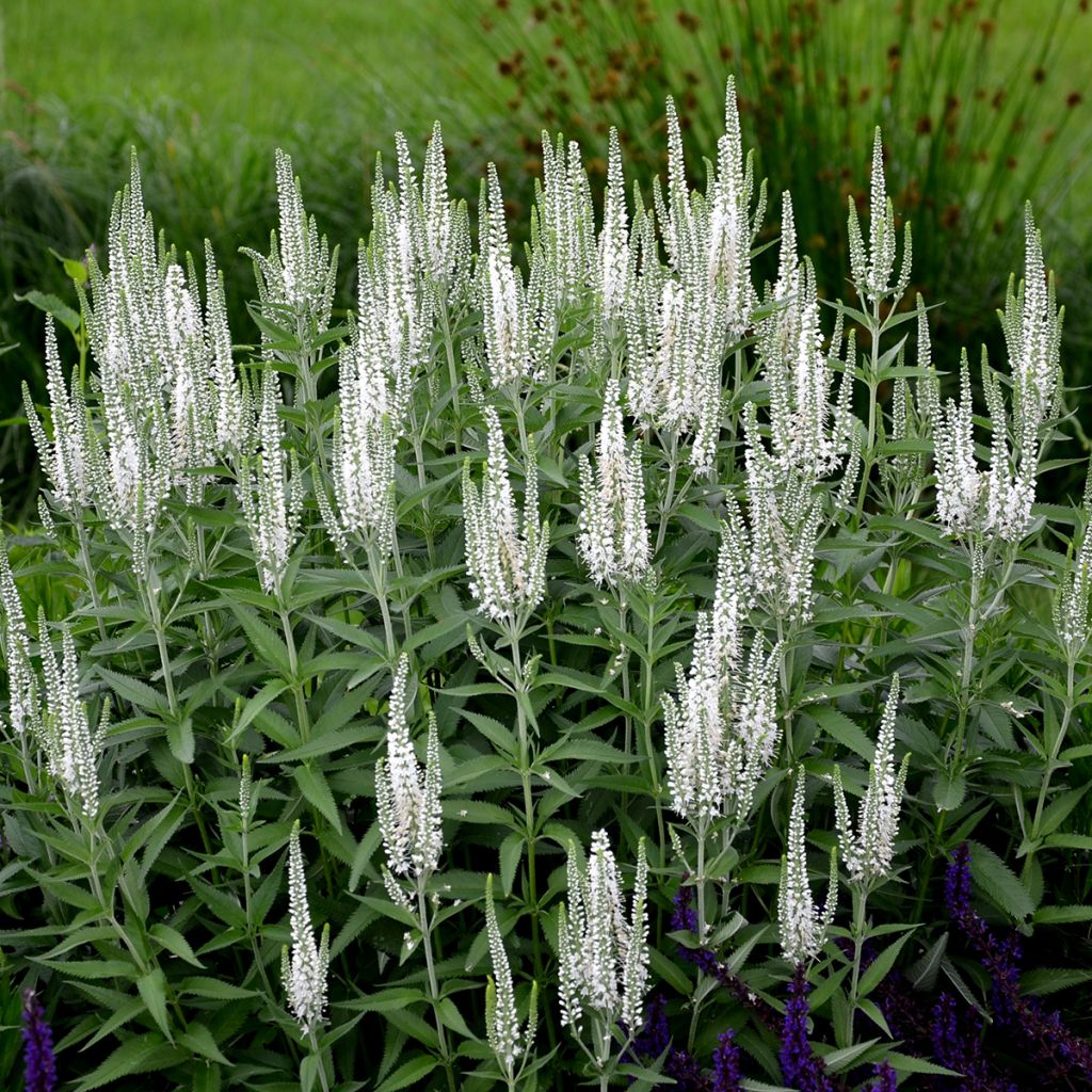 Ähriger Ehrenpreis Alba - Veronica spicata