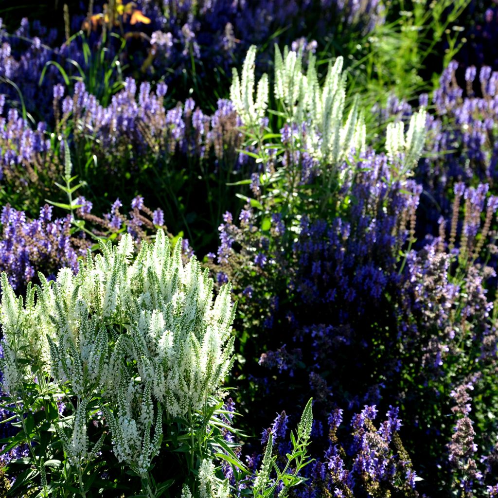 Ähriger Ehrenpreis Alba - Veronica spicata