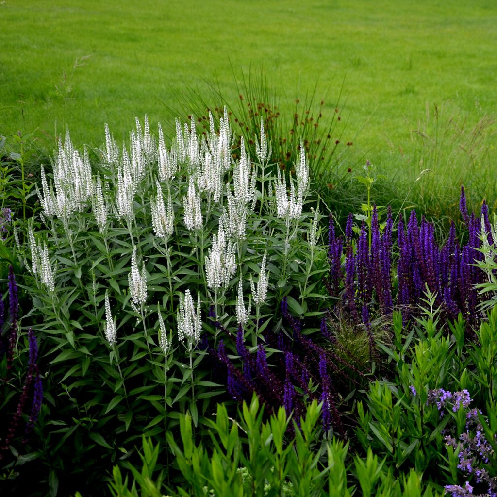 Ähriger Ehrenpreis Alba - Veronica spicata