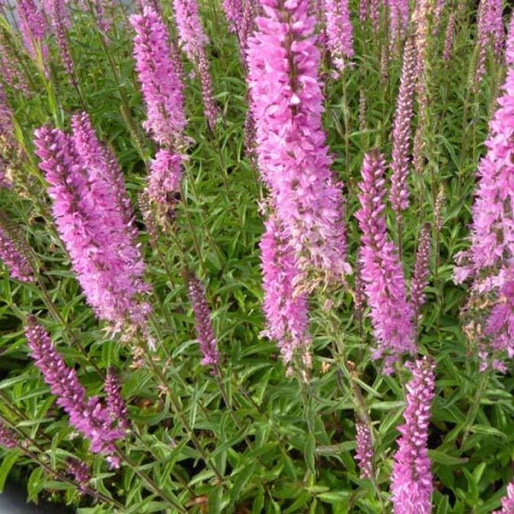 Ähriger Ehrenpreis Barcarolle - Veronica spicata