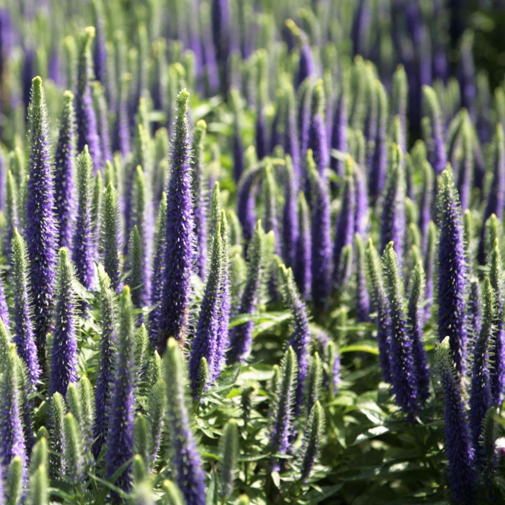 Ähriger Ehrenpreis Blue Candles - Veronica spicata