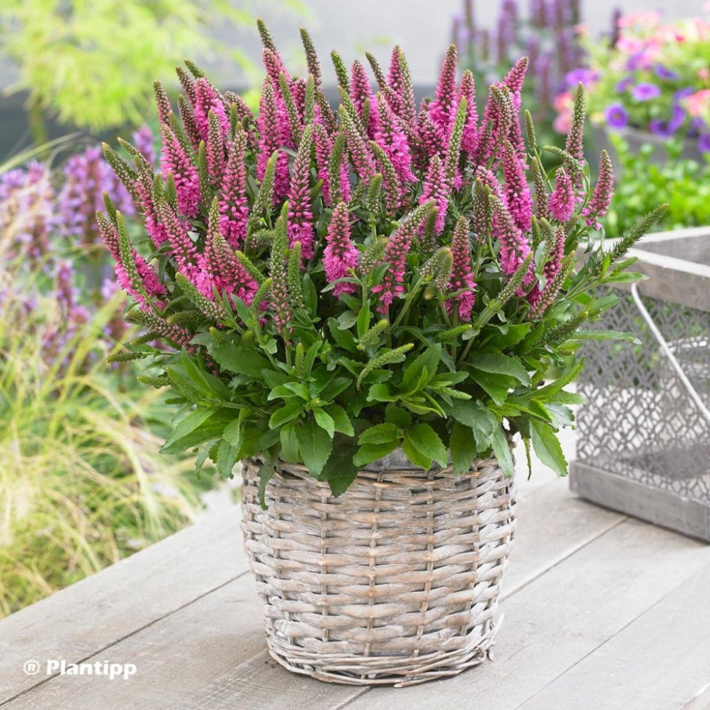 Ähriger Ehrenpreis Bubblegum Candles - Veronica spicata