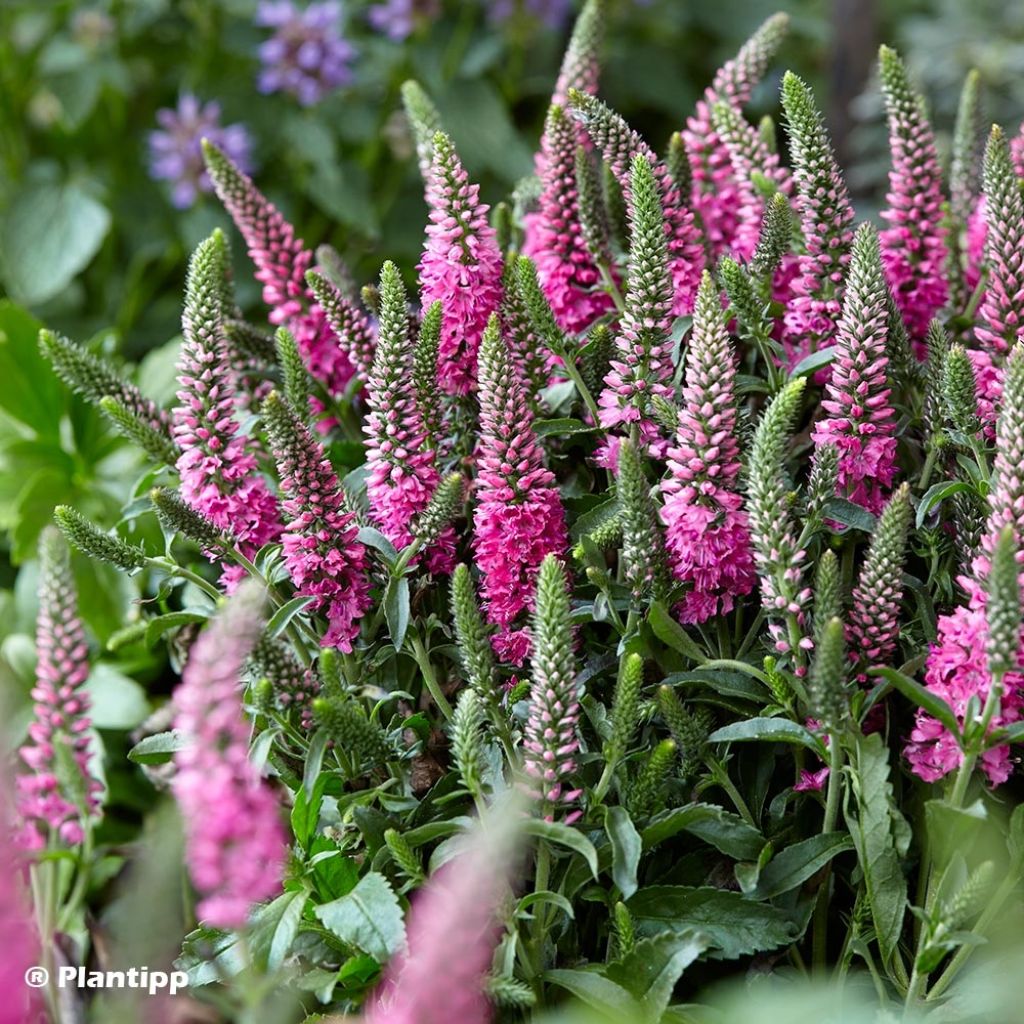 Veronica spicata Bubblegum Candles - Véronique en épis