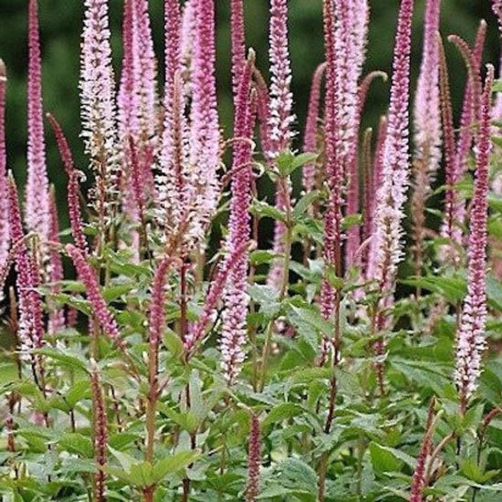 Ähriger Ehrenpreis Erika - Veronica spicata