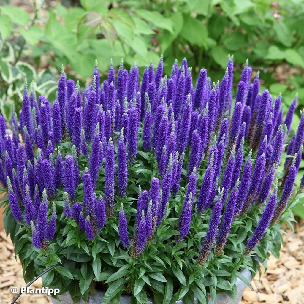 Veronica spicata Royal Candles - Véronique en épis