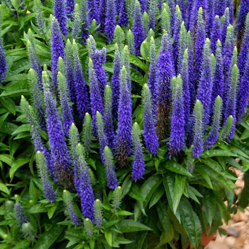 Ähriger Ehrenpreis Royal Candles - Veronica spicata