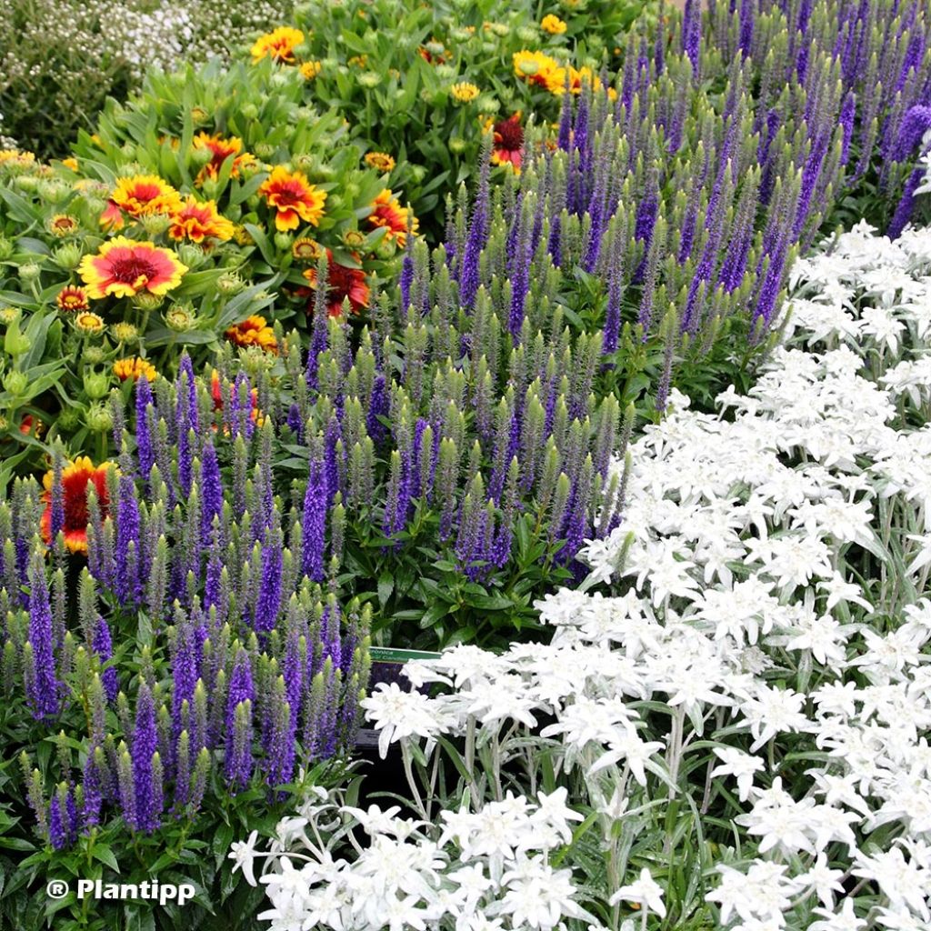 Ähriger Ehrenpreis Royal Candles - Veronica spicata