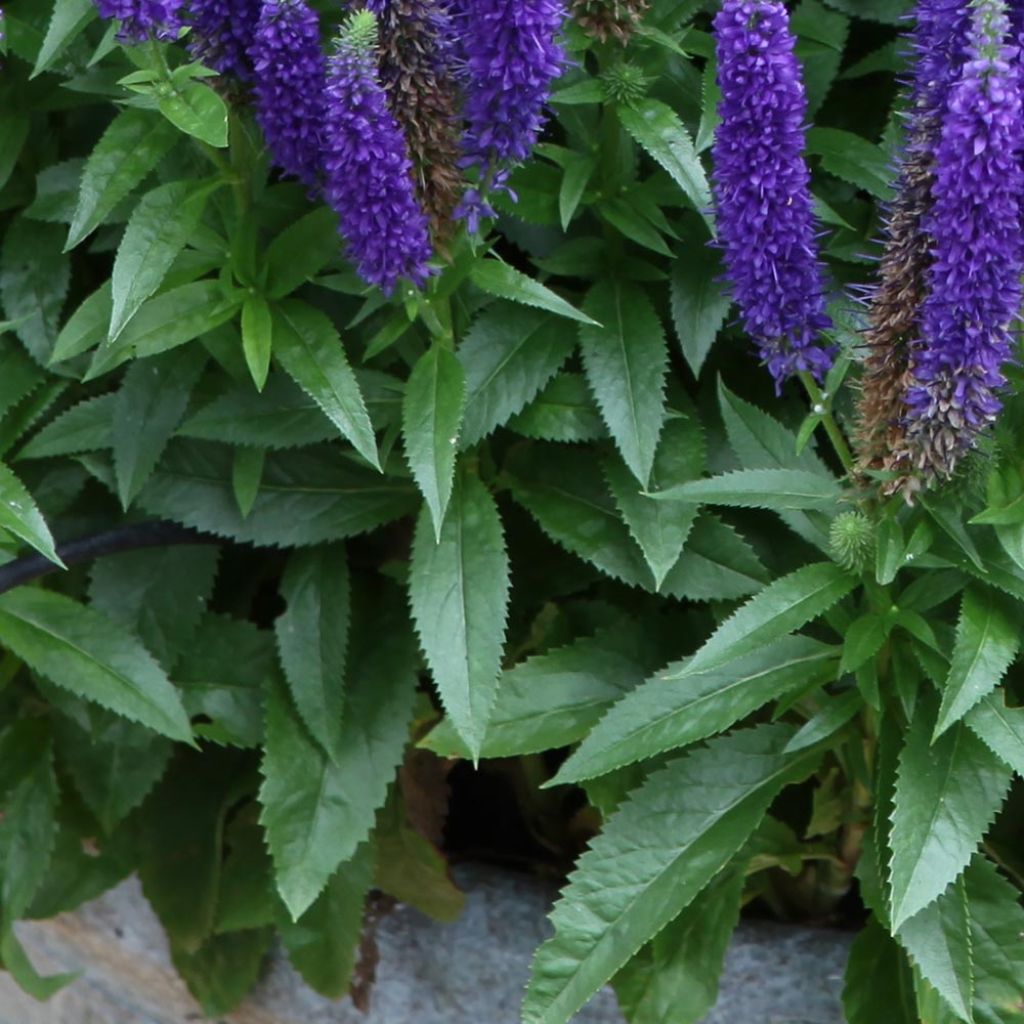 Ähriger Ehrenpreis Royal Candles - Veronica spicata