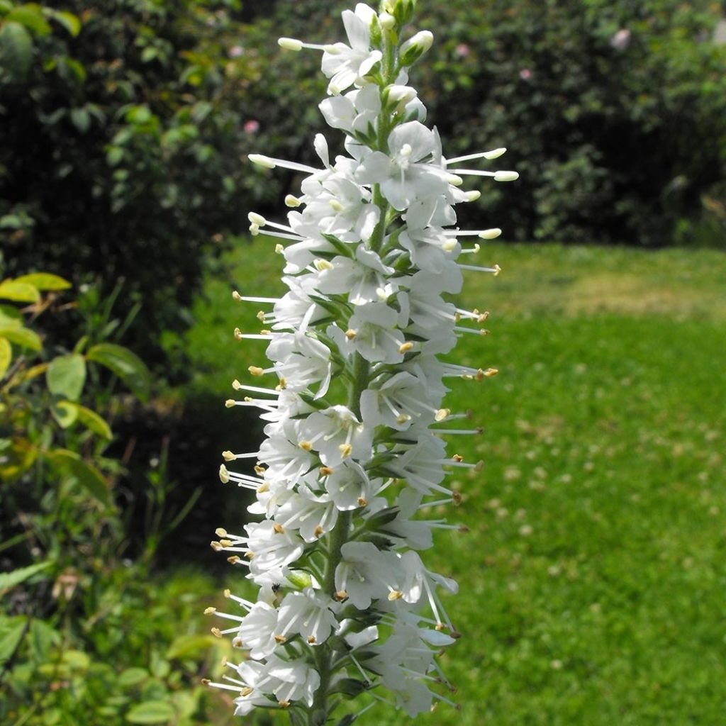 Ähriger Ehrenpreis Icicle - Veronica spicata