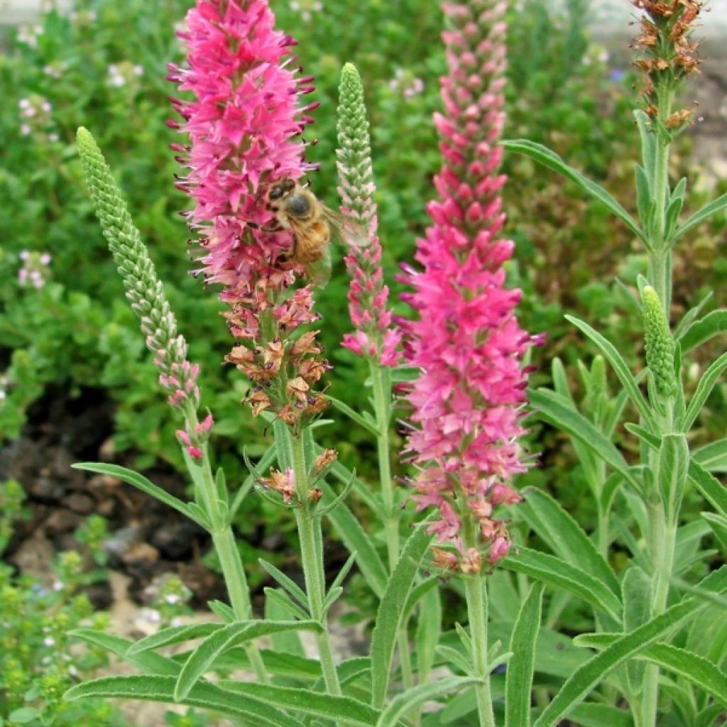 Ähriger Ehrenpreis Rotfuchs - Veronica spicata