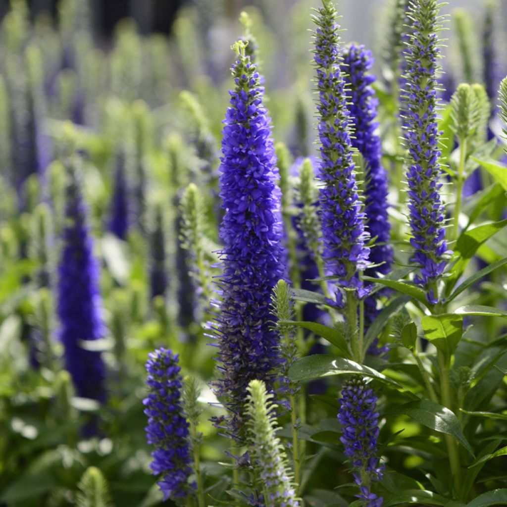 Veronica spicata Royal Candles - Véronique en épis