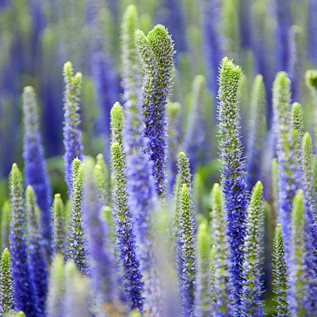 Ähriger Ehrenpreis Royal Candles - Veronica spicata