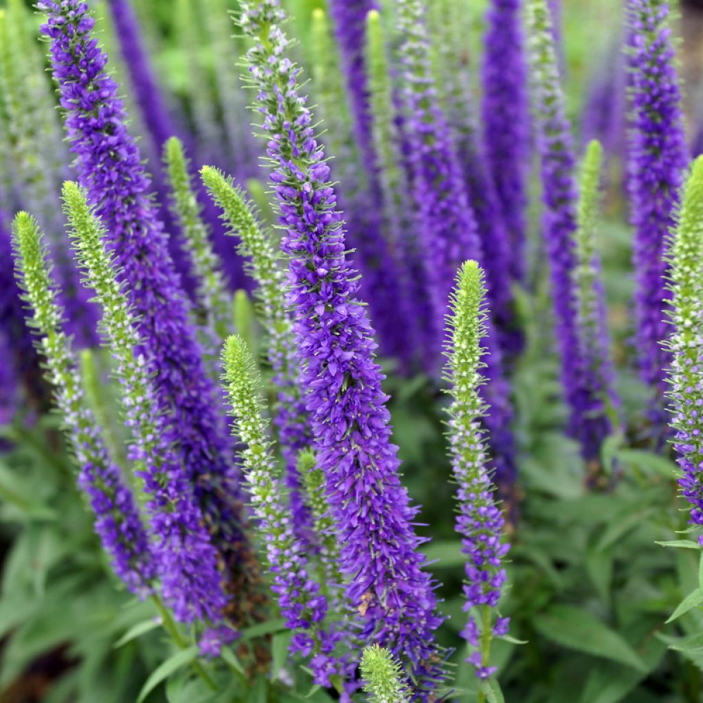 Ähriger Ehrenpreis Royal Candles - Veronica spicata