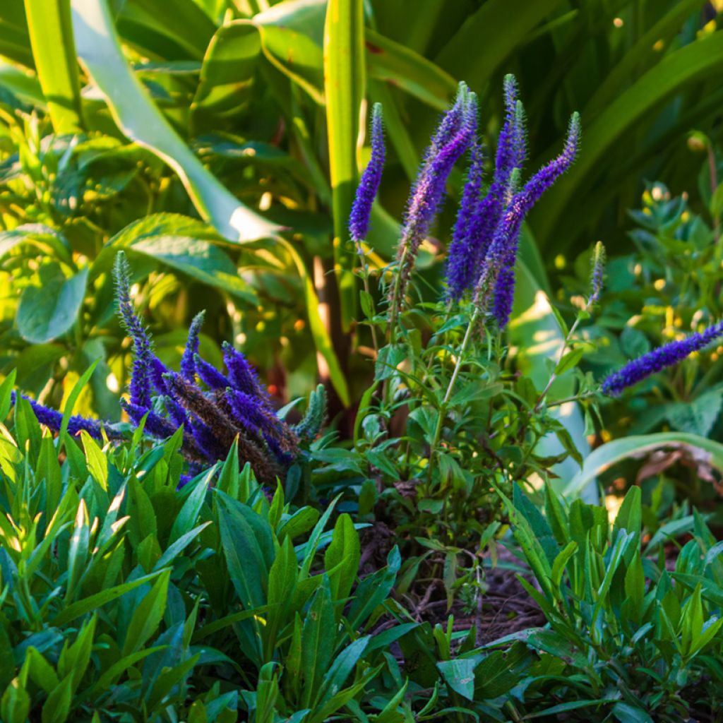 Ähriger Ehrenpreis Royal Candles - Veronica spicata