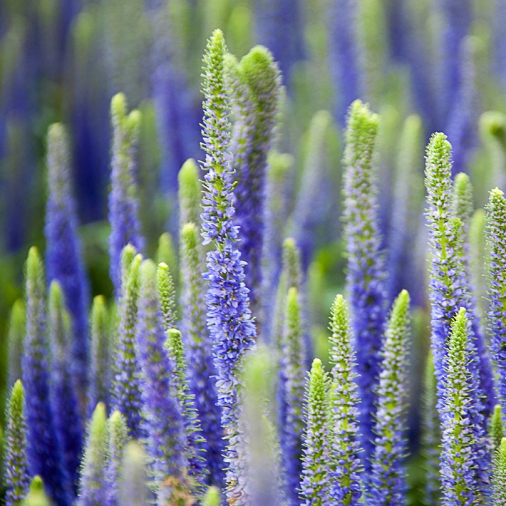 Ähriger Ehrenpreis Royal Candles - Veronica spicata