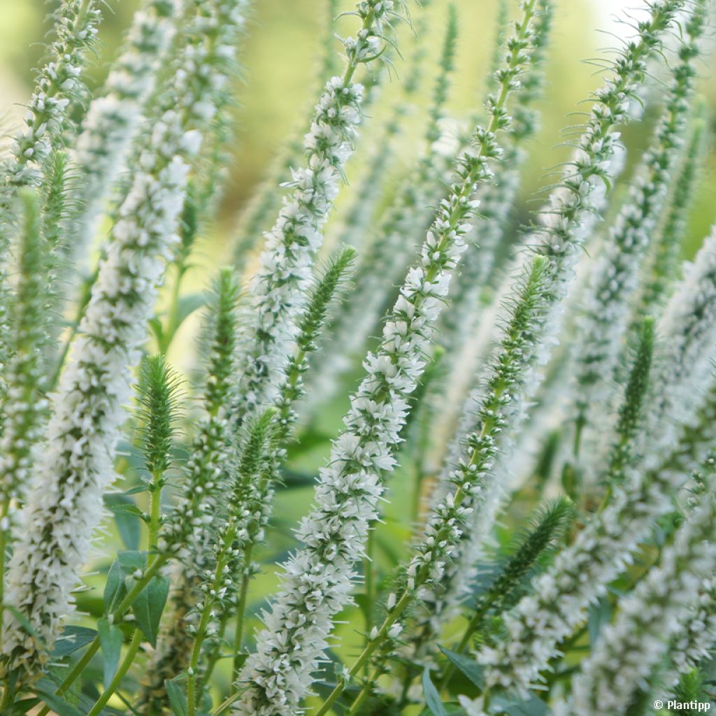 Ähriger Ehrenpreis Snow Candles - Veronica spicata