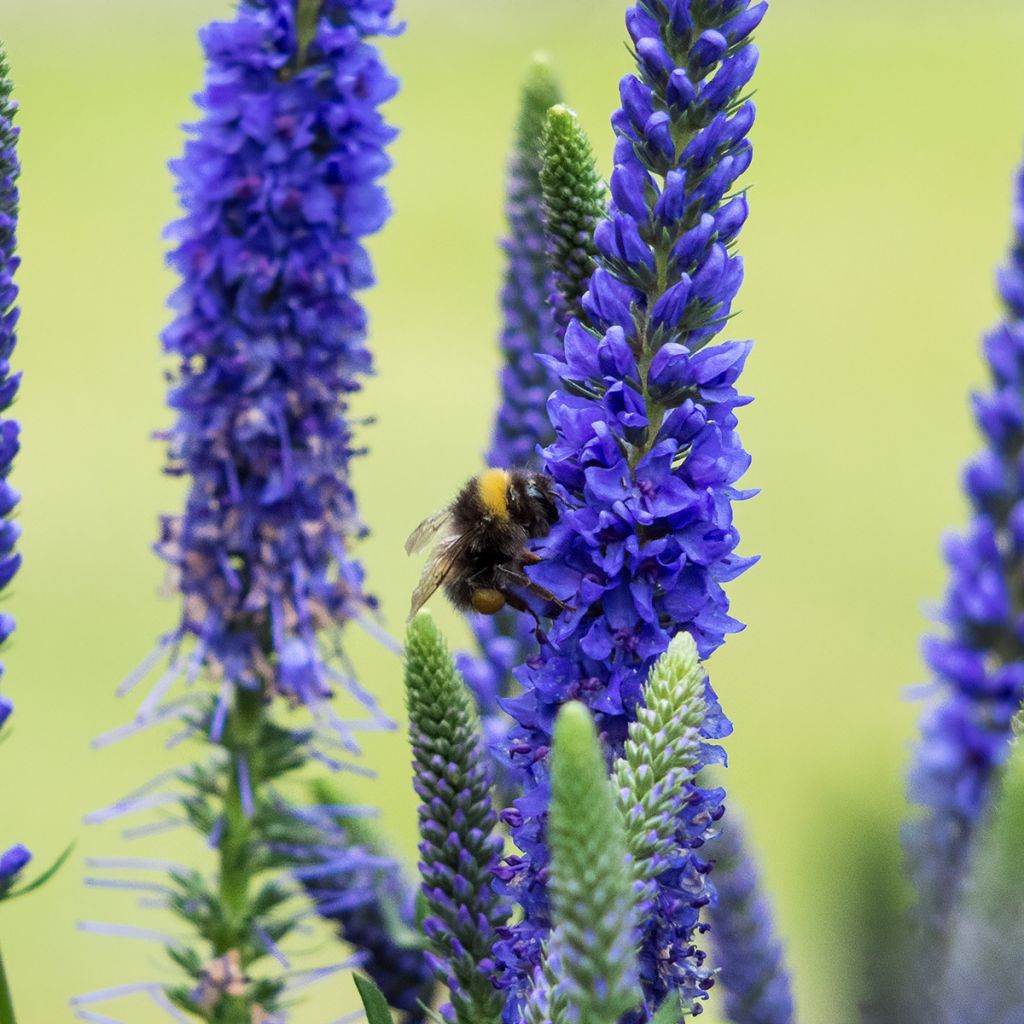 Ähriger Ehrenpreis Ulster Blue Dwarf - Veronica spicata